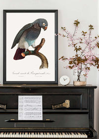 Grey Parrot Bird Print