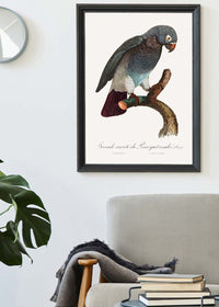 Grey Parrot Bird Print