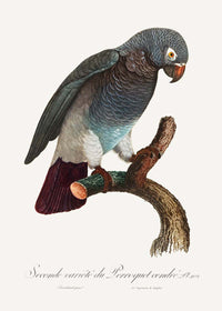 Grey Parrot Bird Print