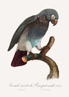 Grey Parrot Bird Print
