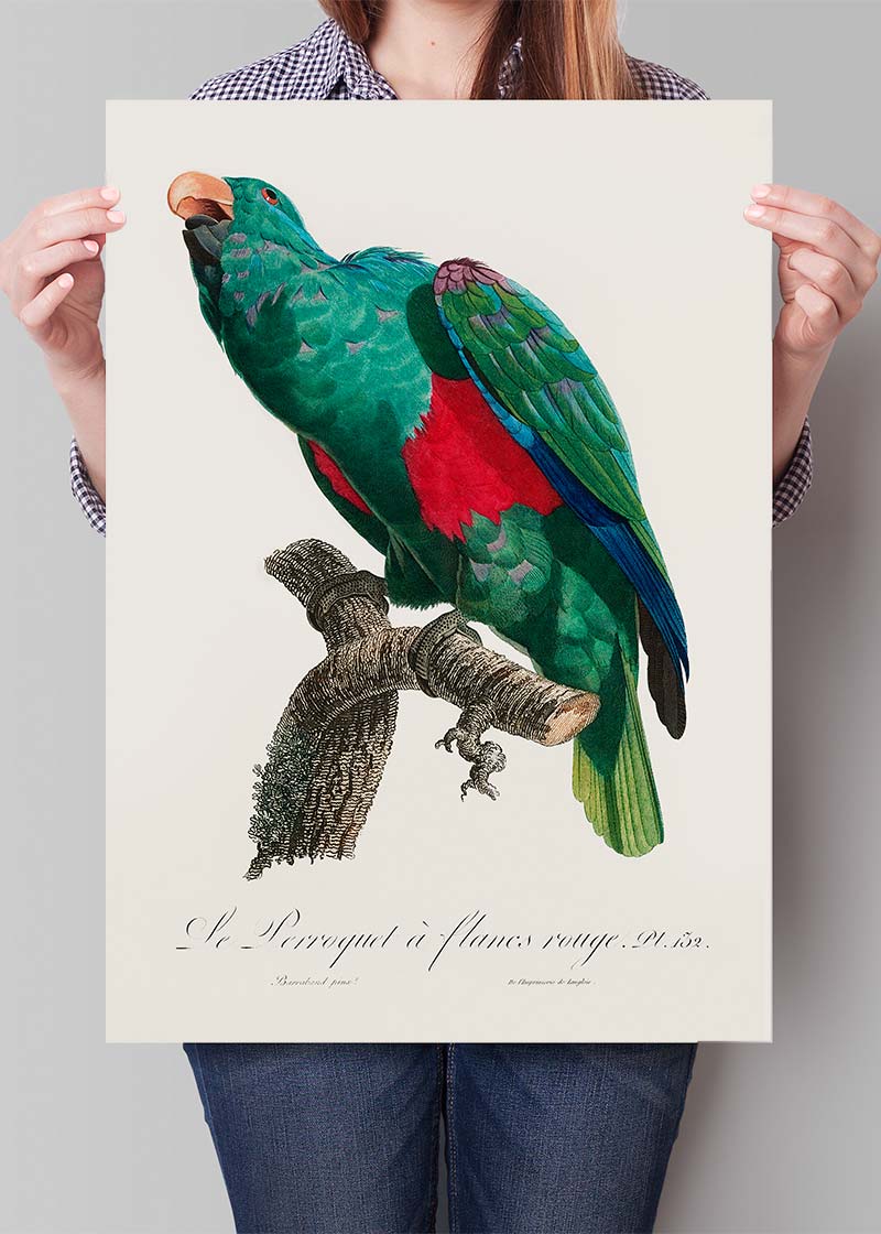 Eclectus Parrot Bird Print
