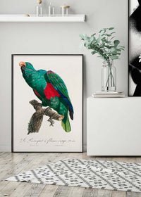 Eclectus Parrot Bird Print