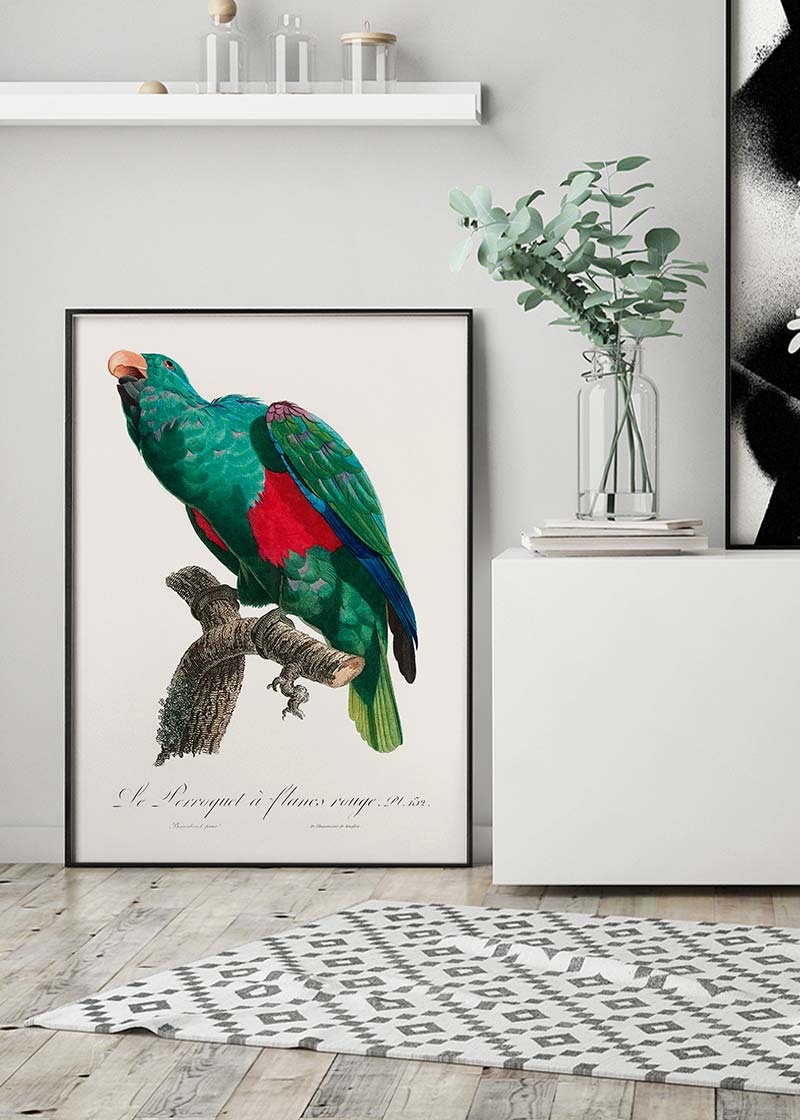 Eclectus Parrot Bird Print