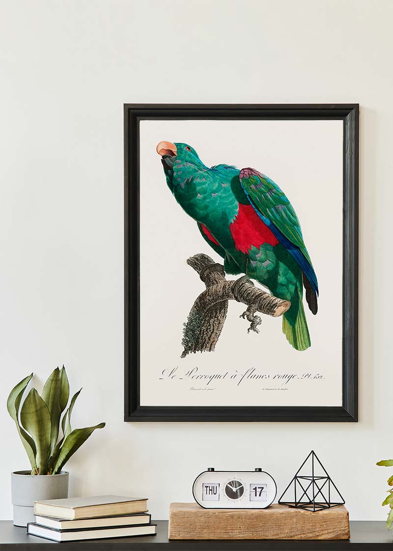 Eclectus Parrot Bird Print