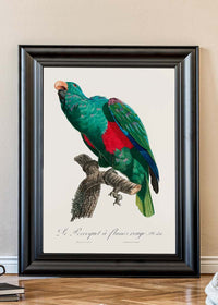 Eclectus Parrot Bird Print