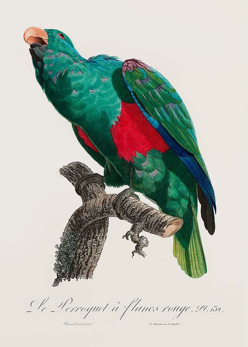 Eclectus Parrot Bird Print