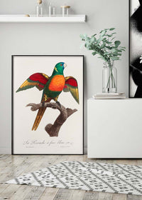 Blue Headed Parrot Bird Print