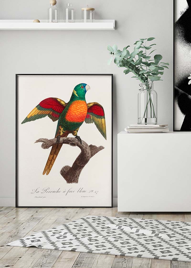 Blue Headed Parrot Bird Print