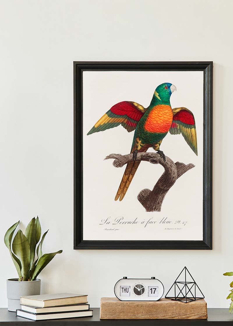 Blue Headed Parrot Bird Print