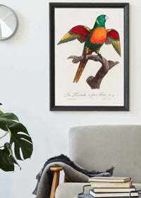 Blue Headed Parrot Bird Print