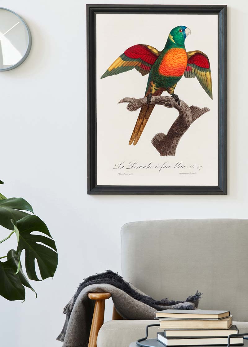 Blue Headed Parrot Bird Print