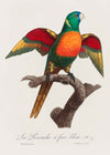 Blue Headed Parrot Bird Print