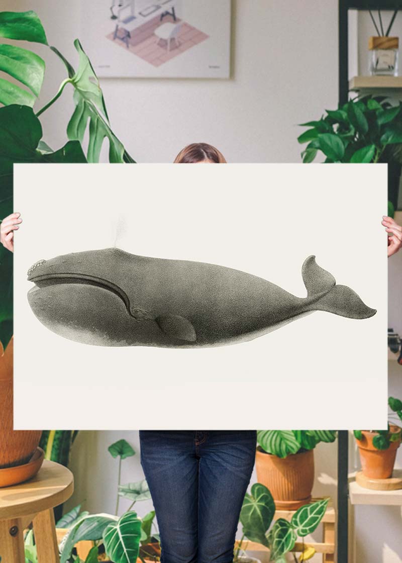 Vintage Pacific Whale Landscape Print