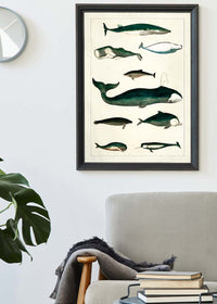 Vintage Whales Poster