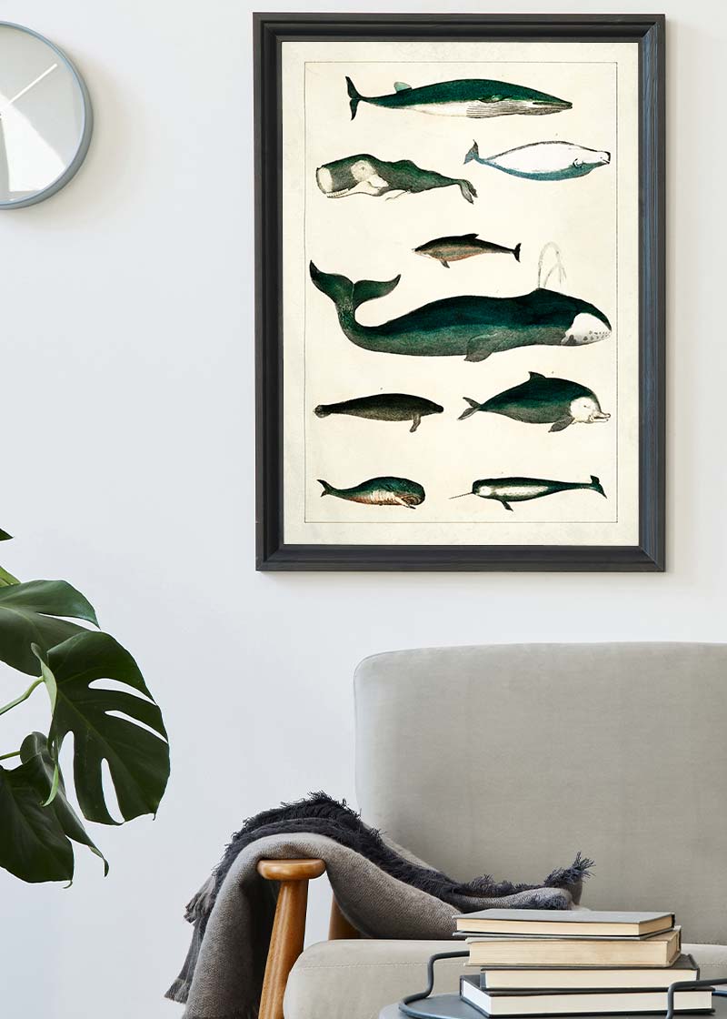 Vintage Whales Poster