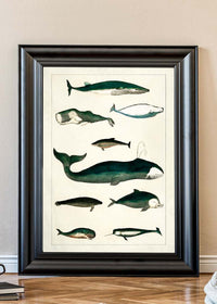 Vintage Whales Poster