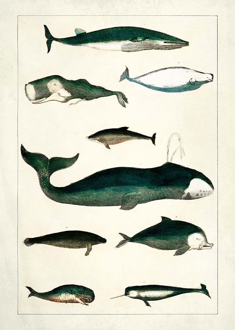 Vintage Whales Poster