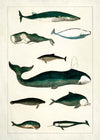 Vintage Whales Poster