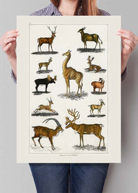 Collection of animals with antlers by Oliver goldsmith vintage poster