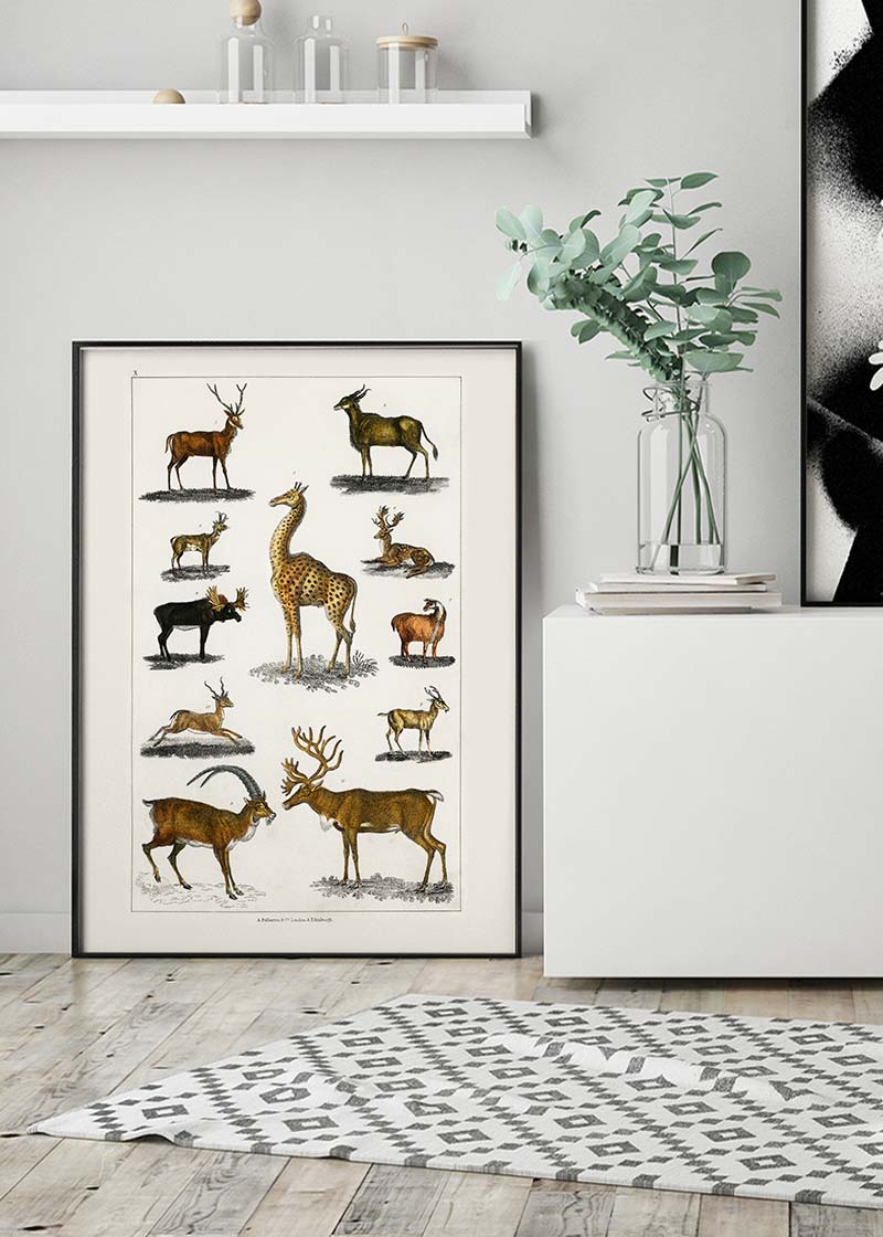 Collection of animals with antlers by Oliver goldsmith vintage poster