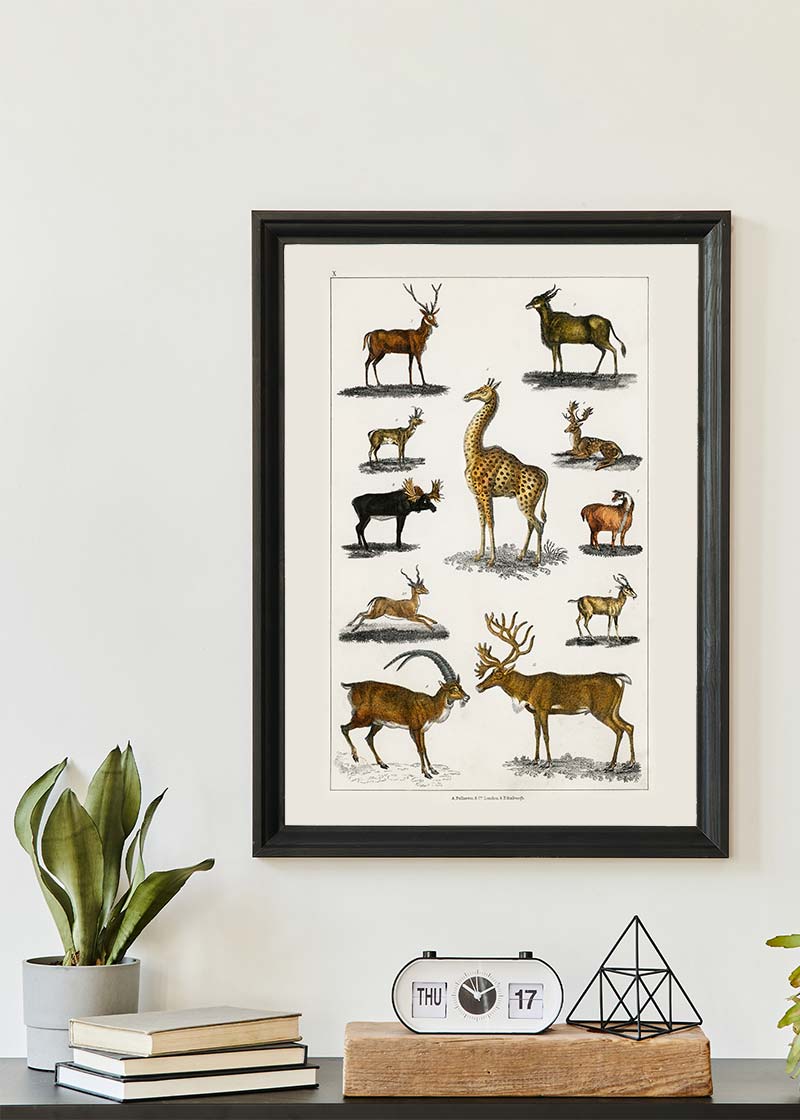 Collection of animals with antlers by Oliver goldsmith vintage poster