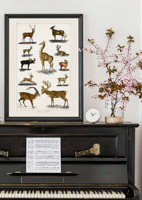 Collection of animals with antlers by Oliver goldsmith vintage poster