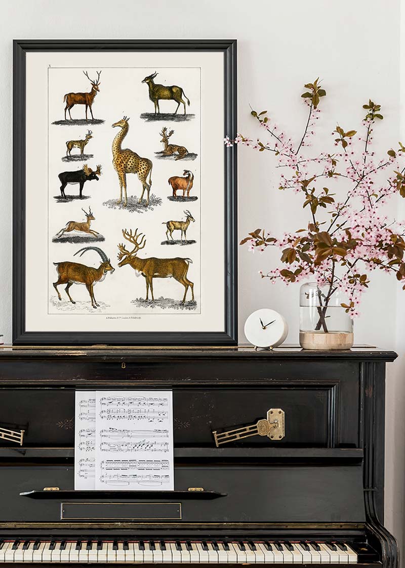 Collection of animals with antlers by Oliver goldsmith vintage poster