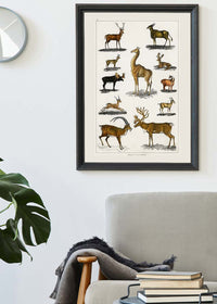 Collection of animals with antlers by Oliver goldsmith vintage poster