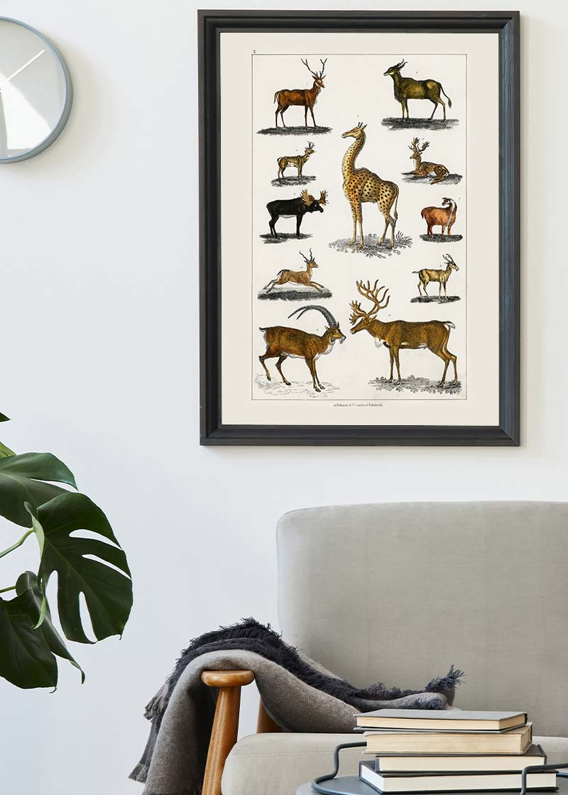 Collection of animals with antlers by Oliver goldsmith vintage poster