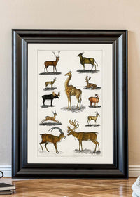Collection of animals with antlers by Oliver goldsmith vintage poster