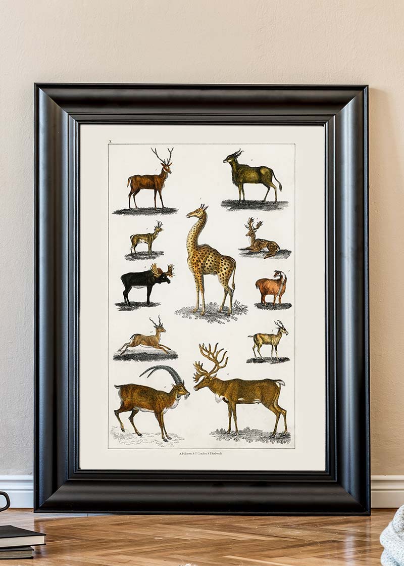Collection of animals with antlers by Oliver goldsmith vintage poster
