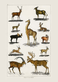 Collection of animals with antlers by Oliver goldsmith vintage poster