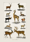 Collection of animals with antlers by Oliver goldsmith vintage poster