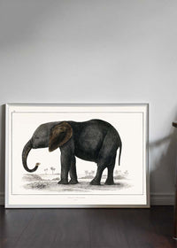 Vintage Dark Grey Elephant 1848 by Oliver Goldsmith