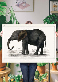 Vintage Dark Grey Elephant 1848 by Oliver Goldsmith