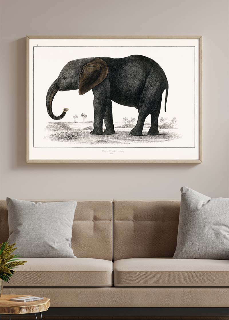 Vintage Dark Grey Elephant 1848 by Oliver Goldsmith
