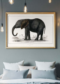 Vintage Dark Grey Elephant 1848 by Oliver Goldsmith