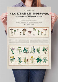 Table of vegetable poisons vintage chart