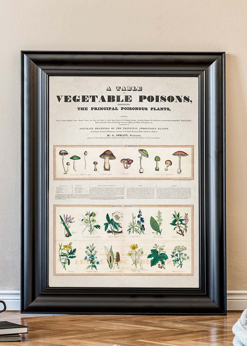 Table of vegetable poisons vintage chart
