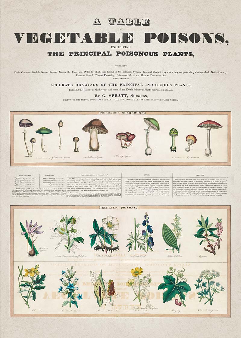 Table of vegetable poisons vintage chart