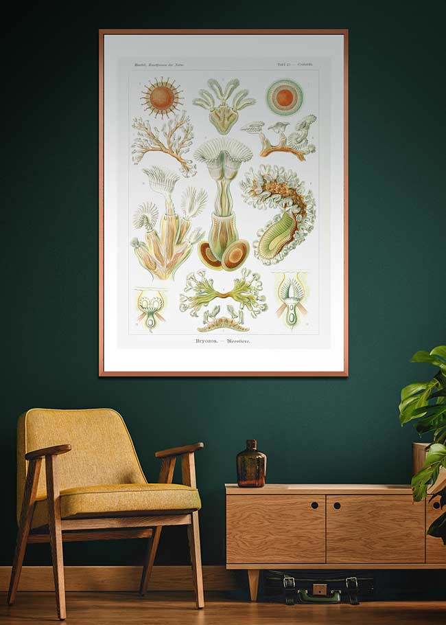 Acquatic Invertebrates Illustration Print