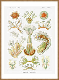 Acquatic Invertebrates Illustration Print