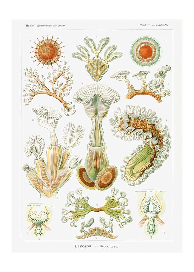 Acquatic Invertebrates Illustration Print