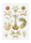 Acquatic Invertebrates Illustration Print