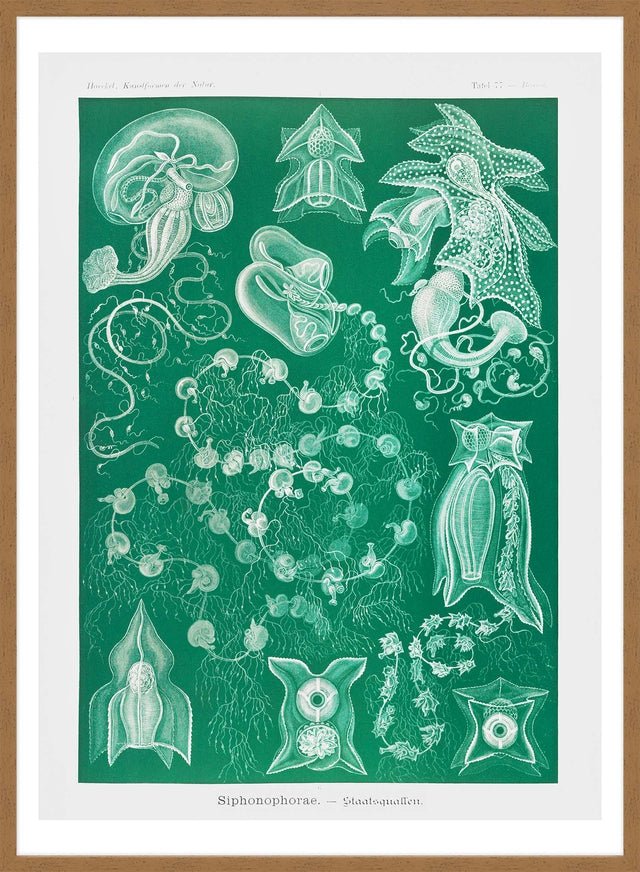 Algae Vintage Antique Green Print