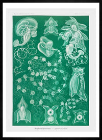 Algae Vintage Antique Green Print