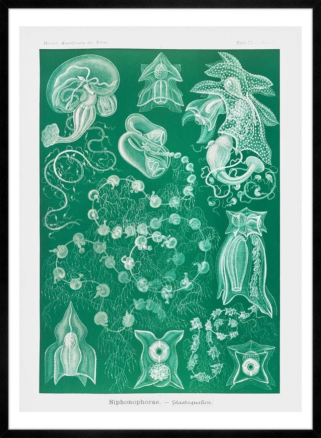 Algae Vintage Antique Green Print