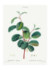 Alpine Buckthorn Vintage Antique Print