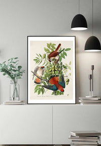 American Sparrow Hawk Vintage Bird Print