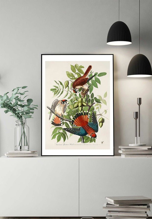 American Sparrow Hawk Vintage Bird Print